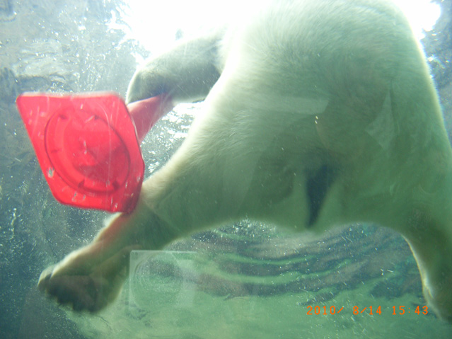 シロクマ7日本平動物園ロッシー2010｜ホッキョクグマと三角コーン